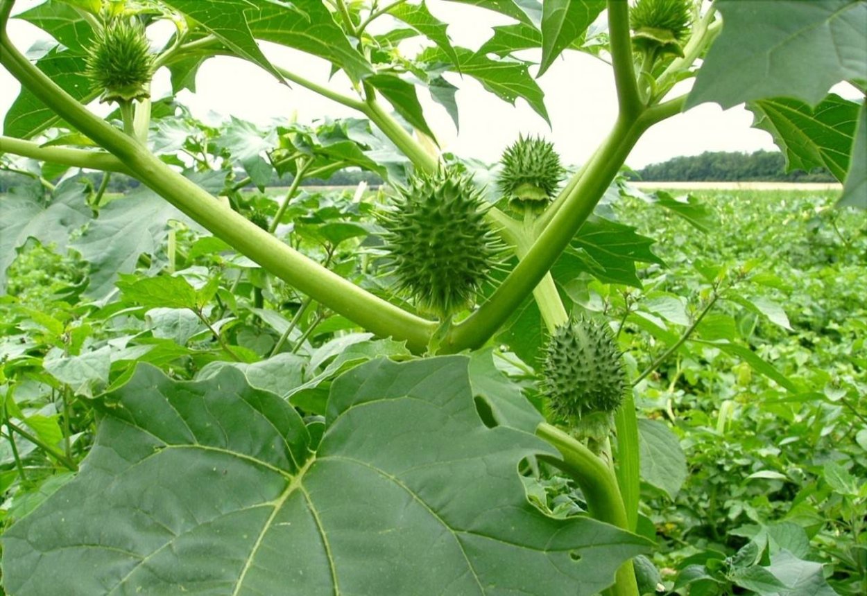 Дурман обыкновенный (вонючий)