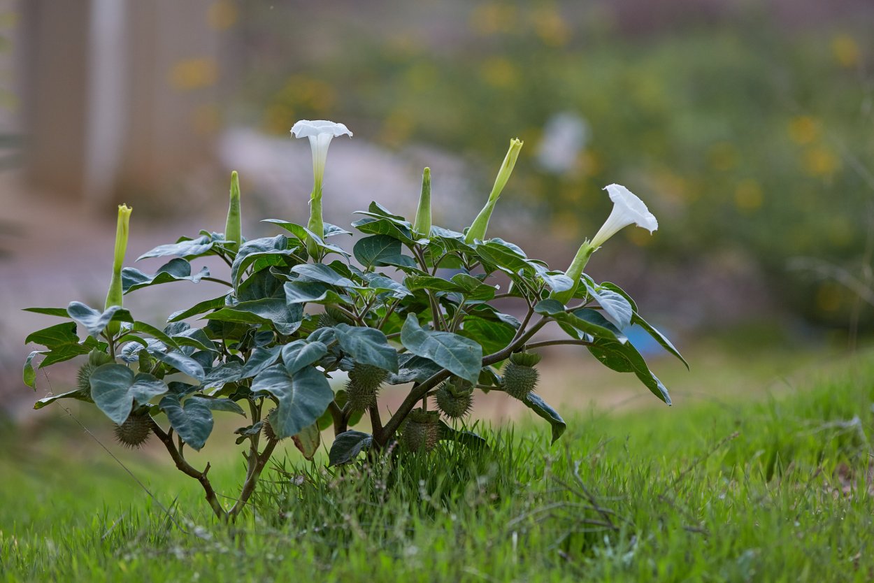 Белена чёрная