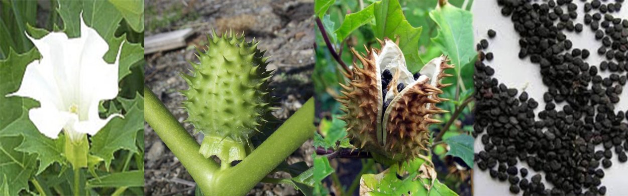 Дурман обыкновенный семена