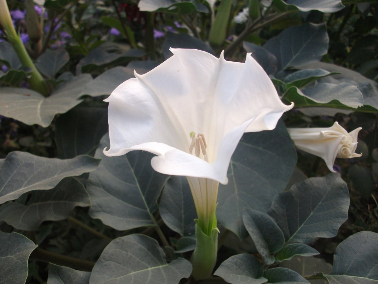 Опасные растения