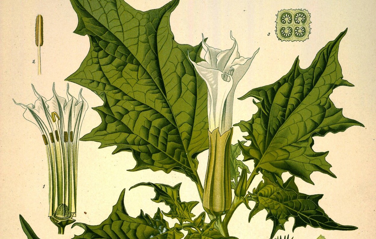 Дурман обыкновенный ботаника