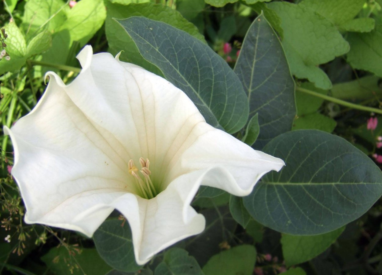 Дурман крепкоствольный