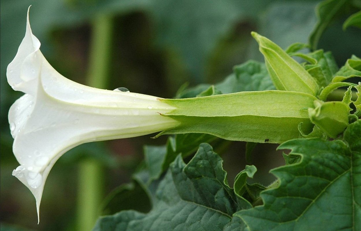 Датура Страмониум