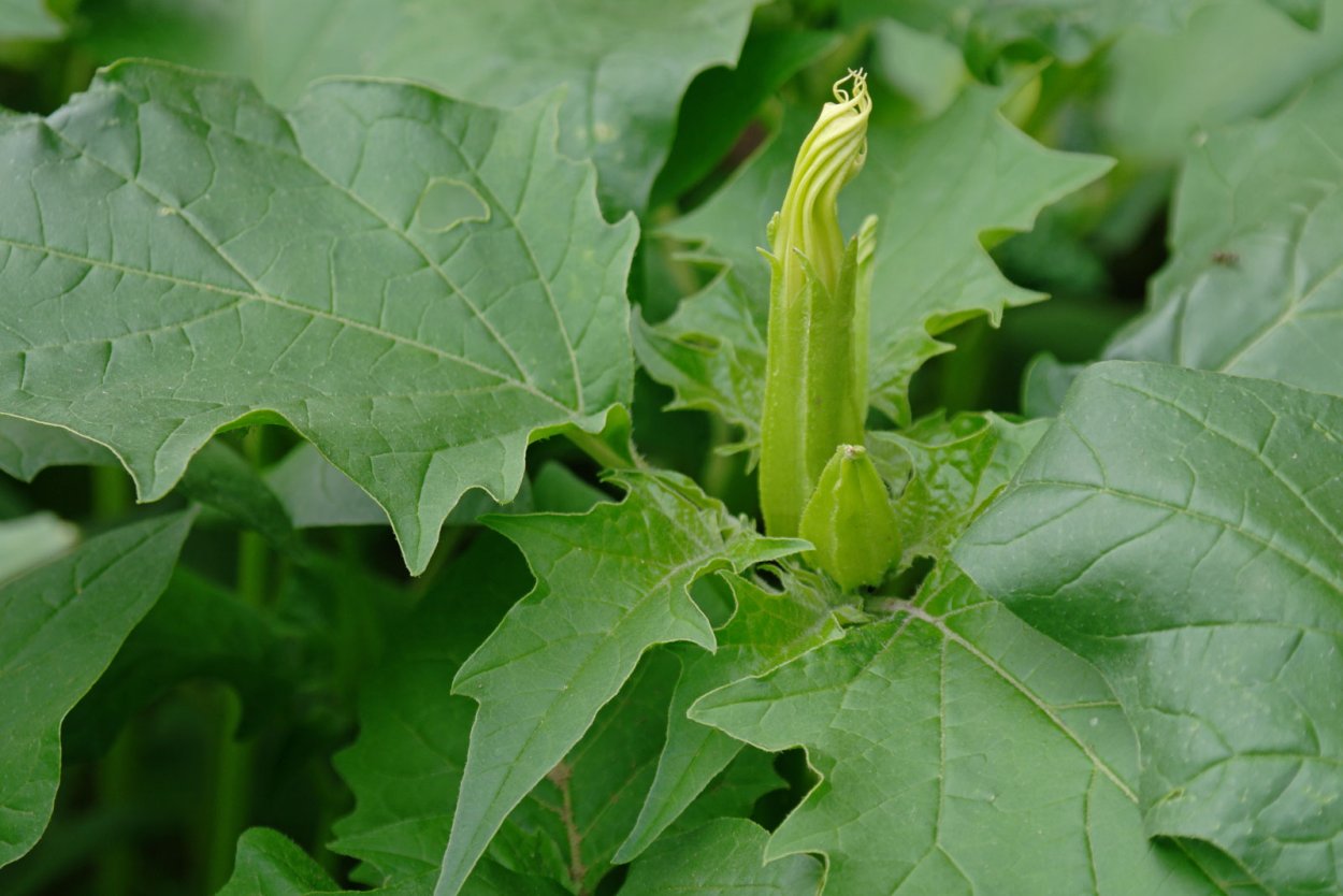 Дурман обыкновенный листья