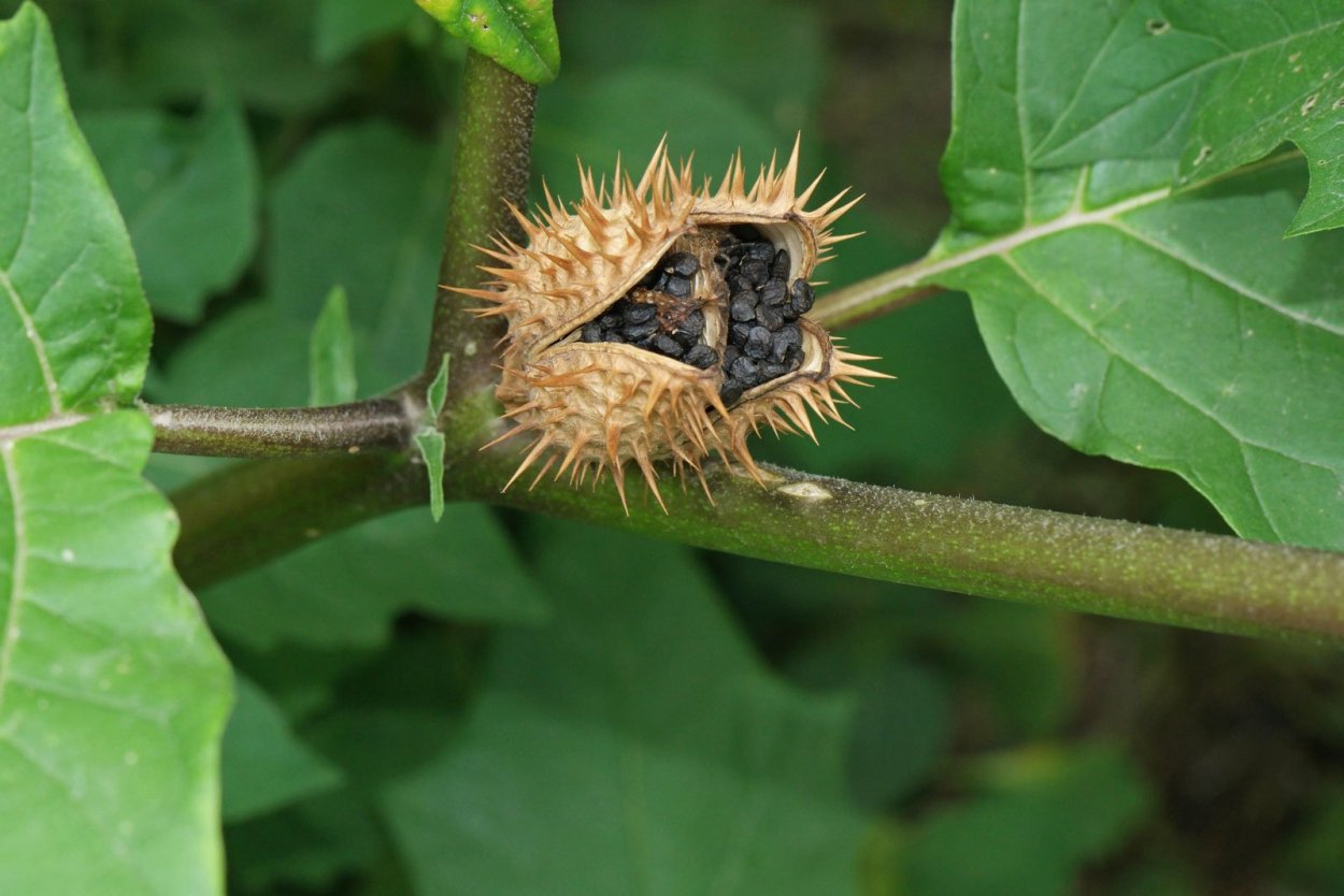 Датура дурман