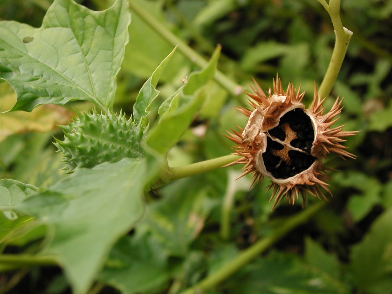 Дурман плод