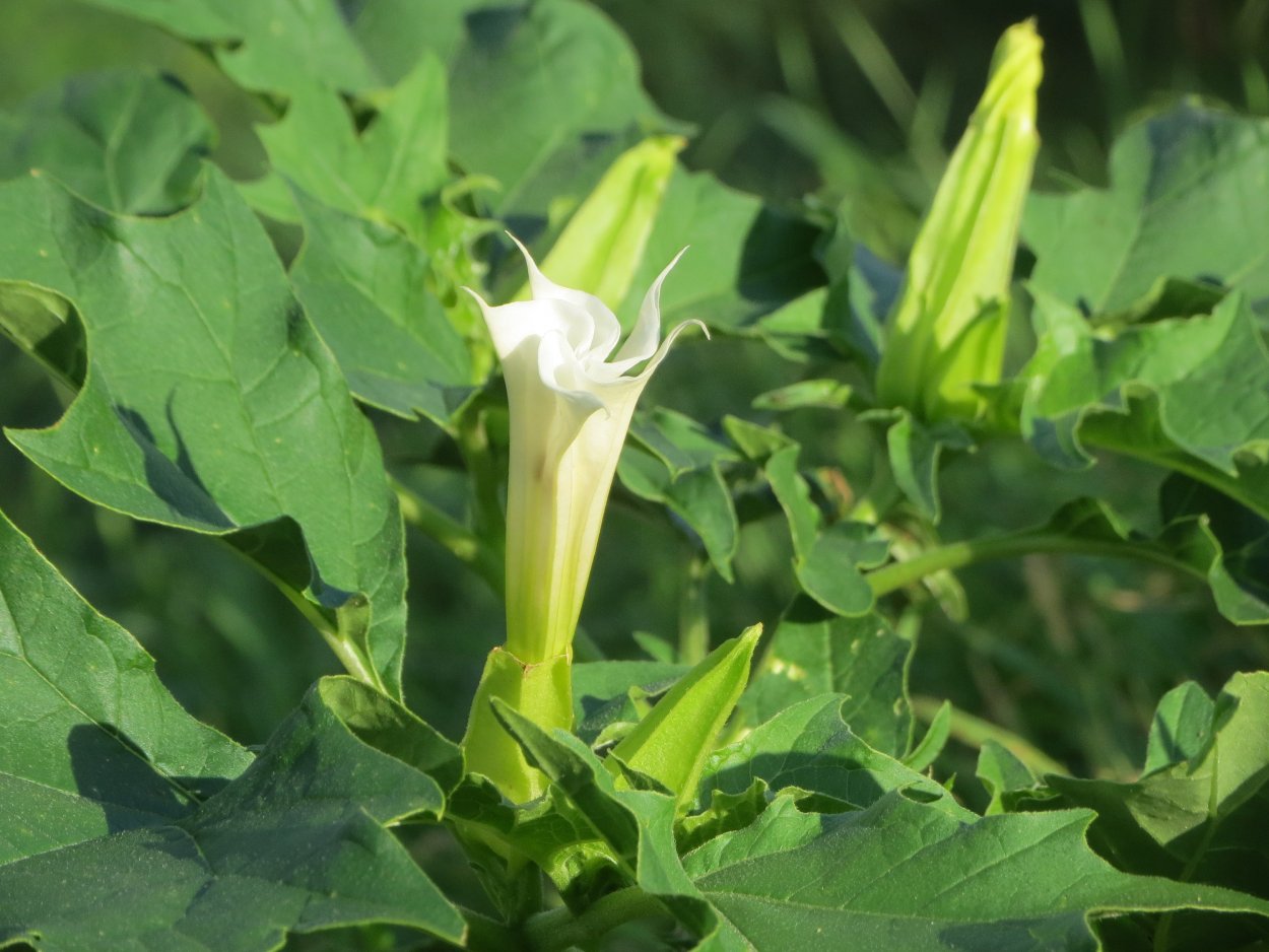 Трава Дурнопьян