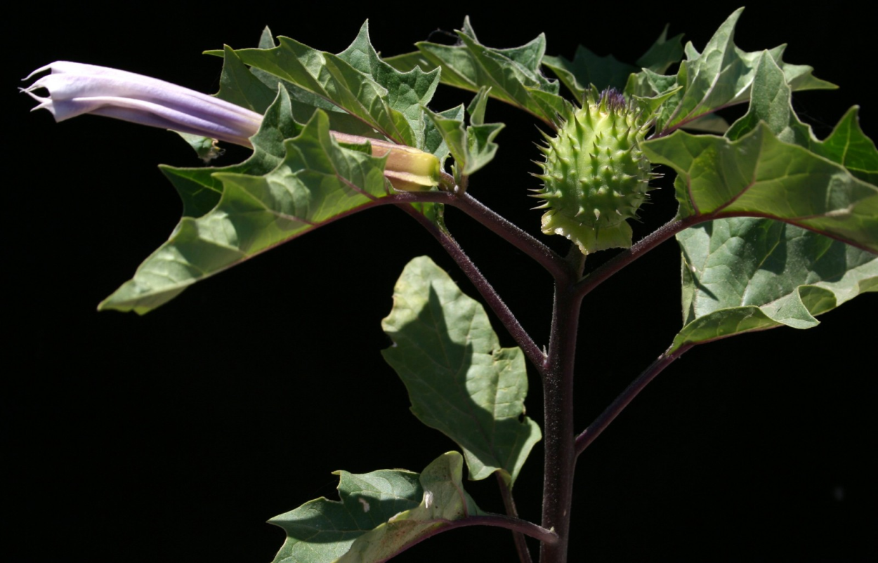 Дурман ягода