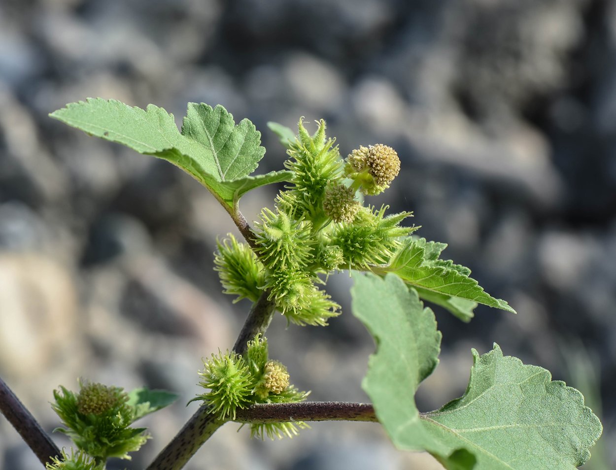 Дурнишник обыкновенный