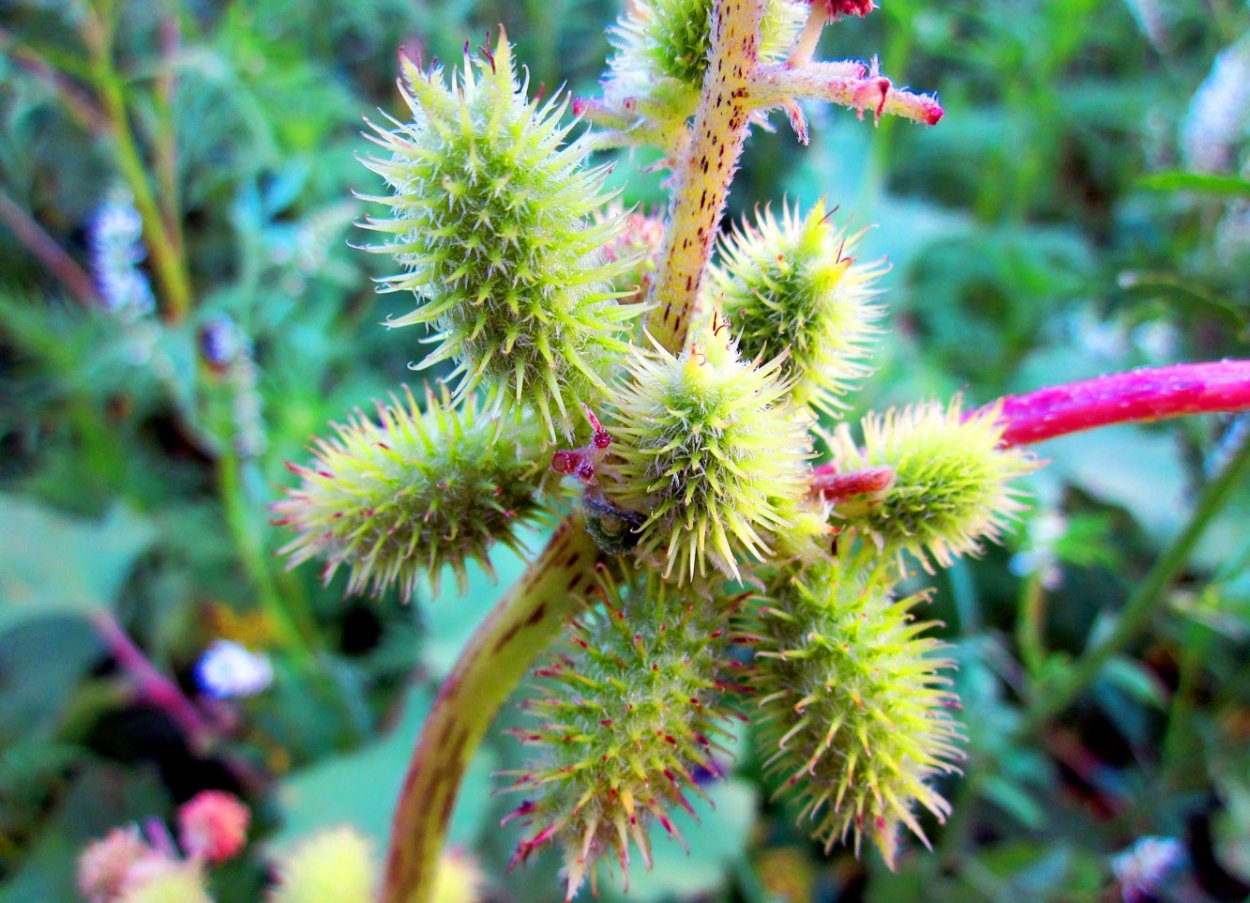 Дурнишник обыкновенный