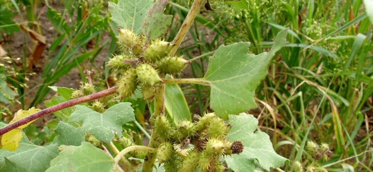 Дурнишник сорняк