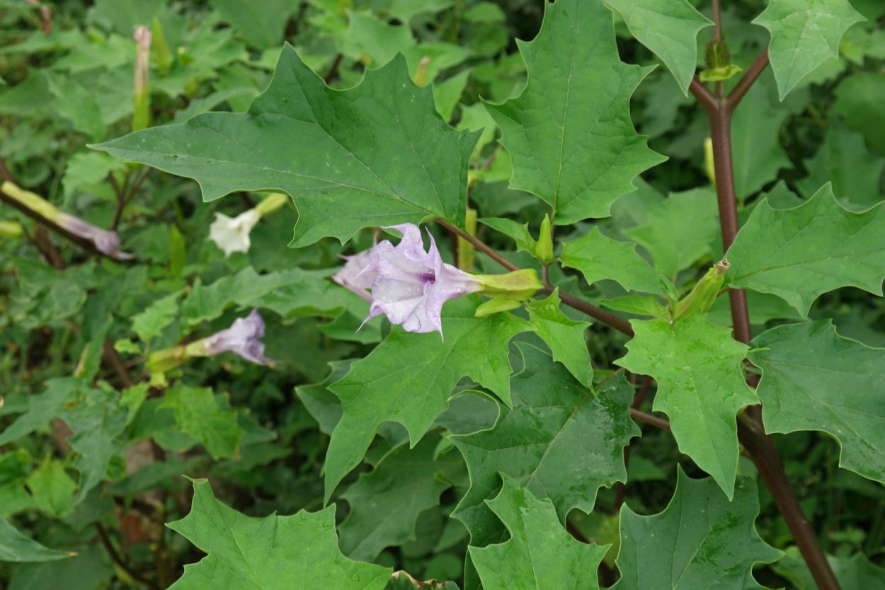 Датура белая