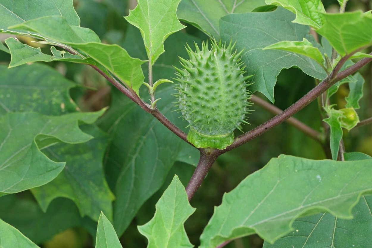 Дурман обыкновенный (Datura stramonium)