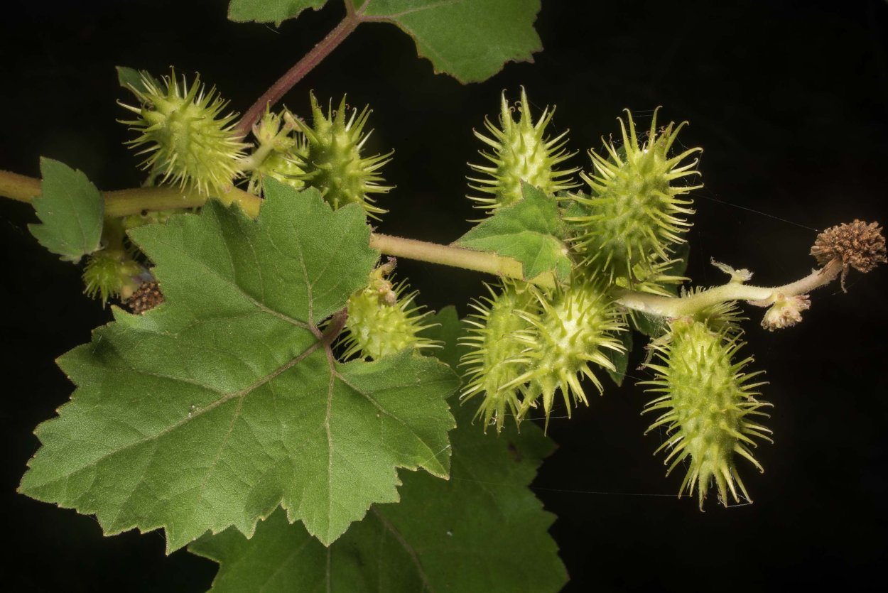 Дурнишник обыкновенный