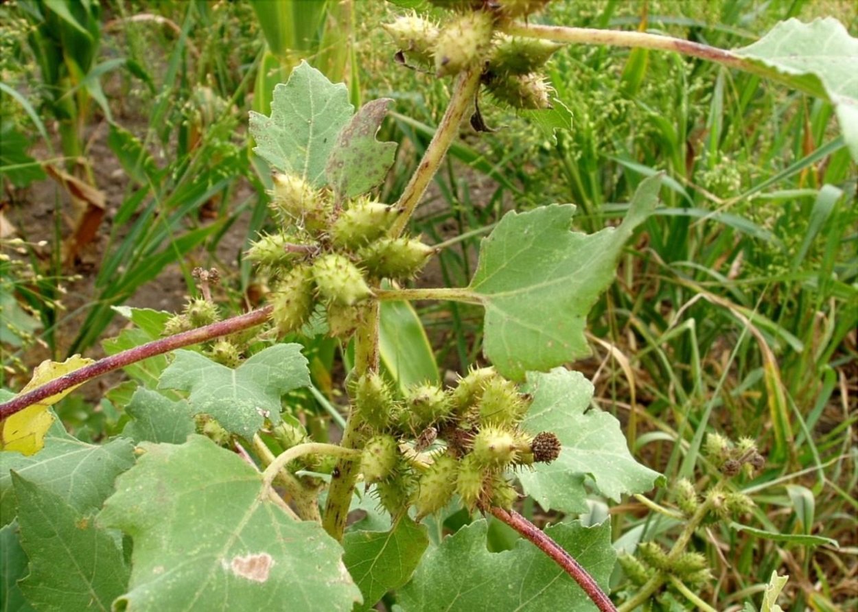 Дурнишник обыкновенный