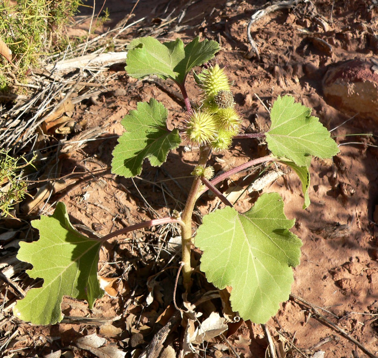 Дурнишник колючий, игольчатый