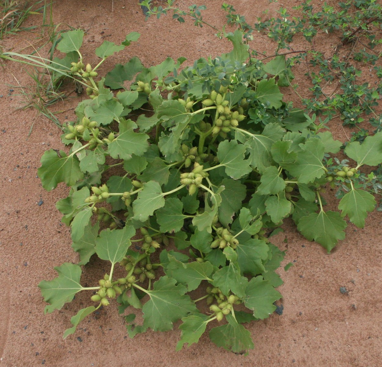 Дурнишник обыкновенный