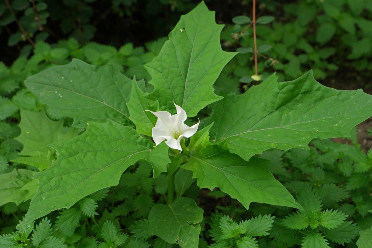 Дурман обыкновенный листья