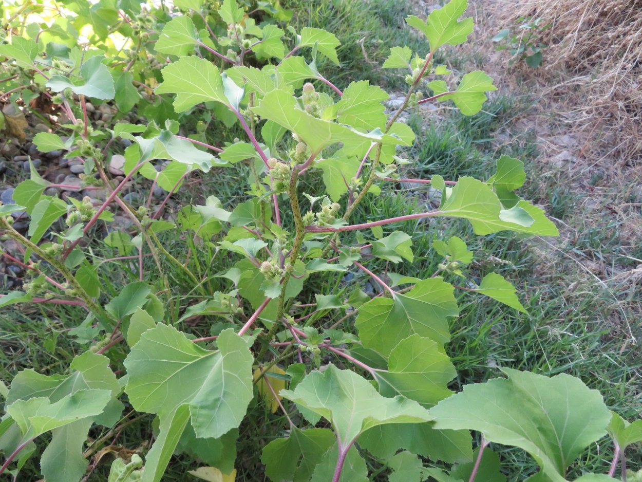 Дурнишник зобник