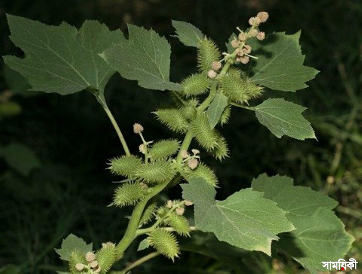 Дурнишник калифорнийский