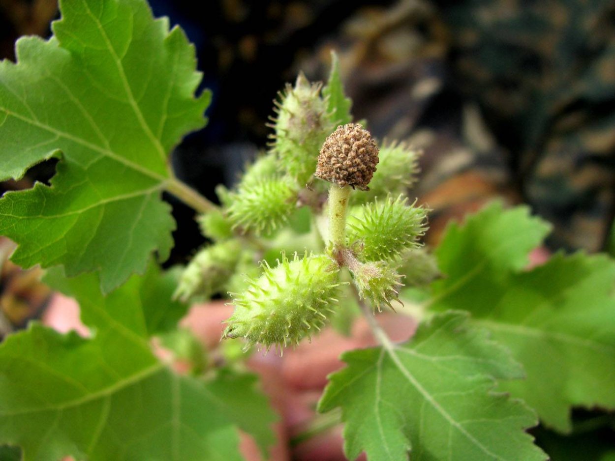 Дурнишник калифорнийский