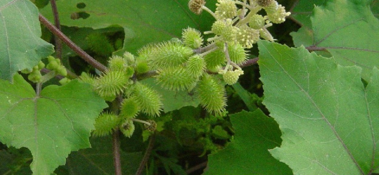 Дурнишник беловатый