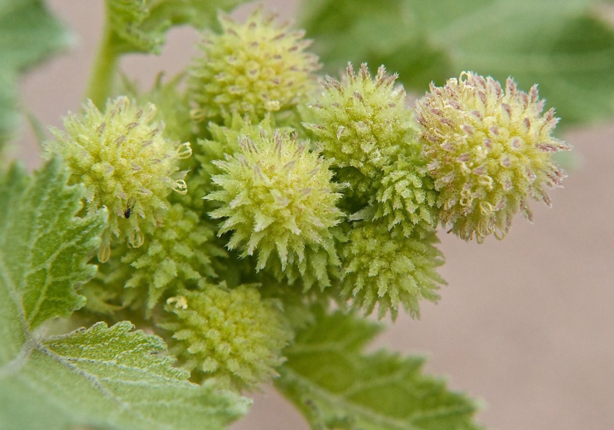 Дурнишник обыкновенный