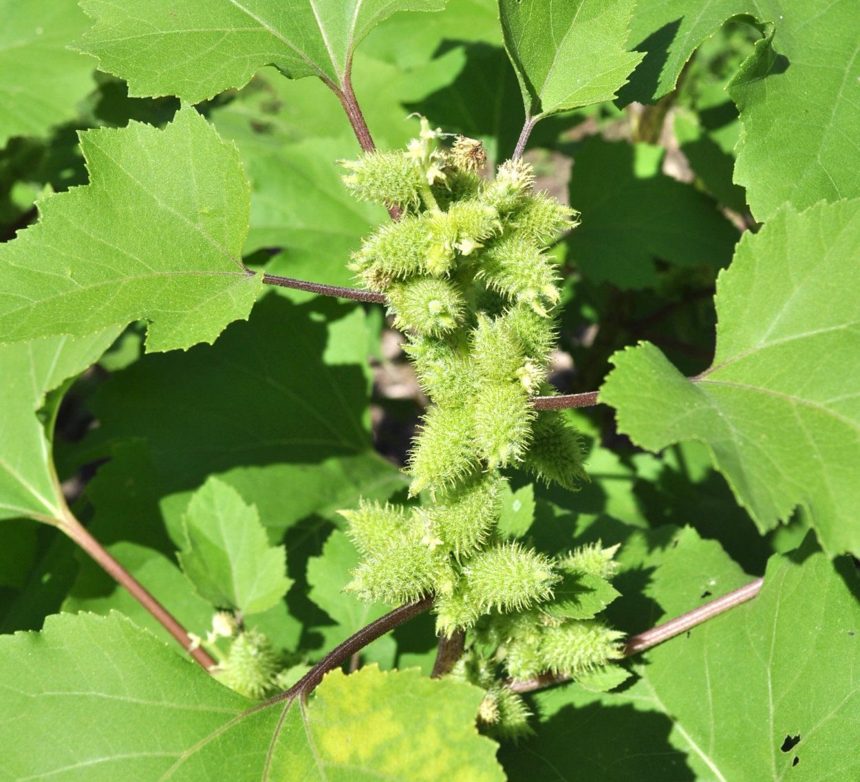 Дурнишник обыкновенный