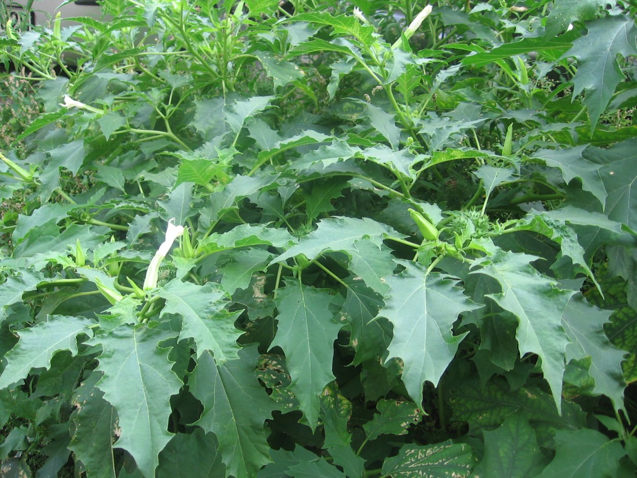 Датура Медея белая