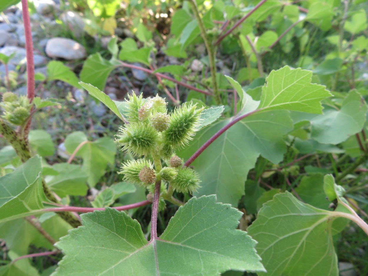 Дурнишник обыкновенный