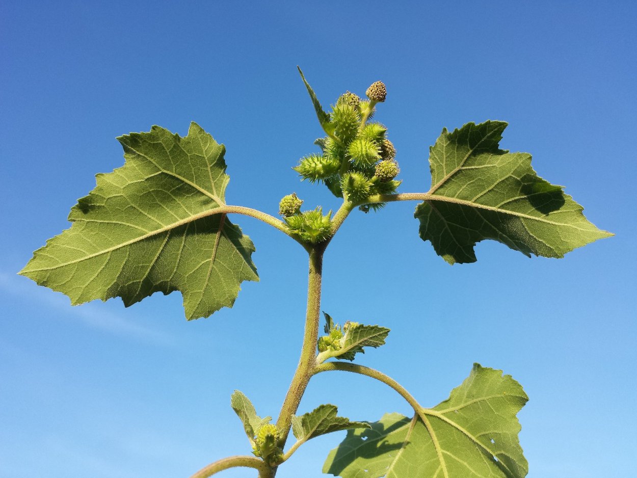 Дурнишник зобовидный