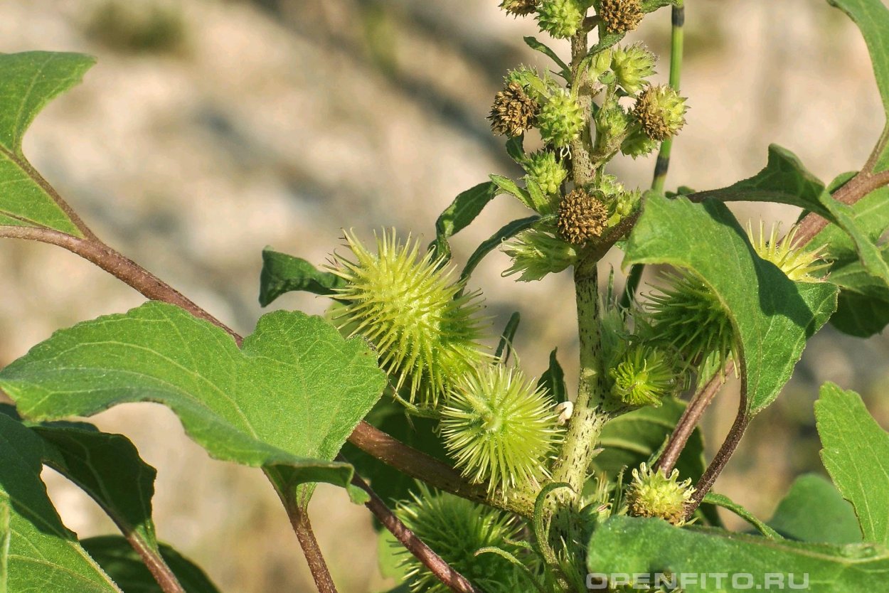 Сорняк дурнишник колючий