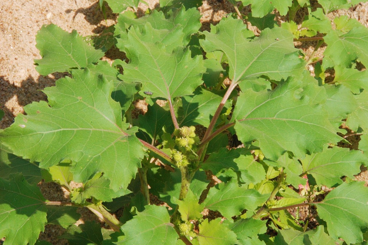 Дурнишник калифорнийский