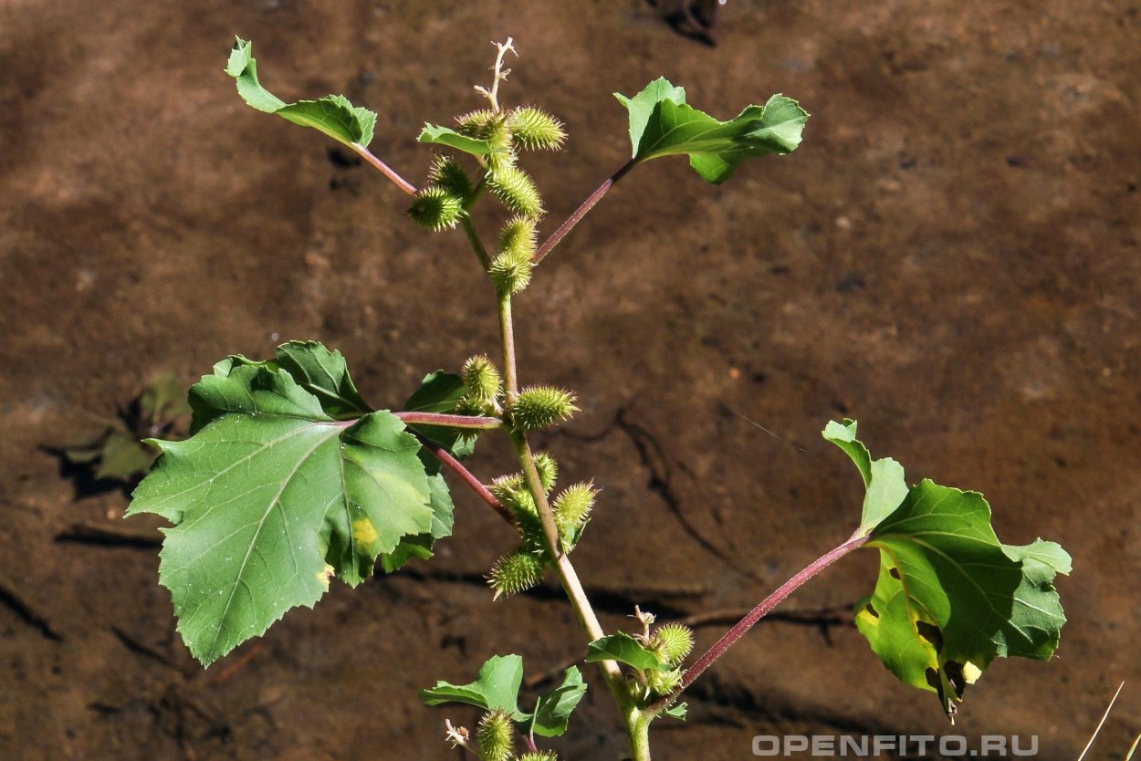 Xanthium strumarium - дурнишник обыкновенн