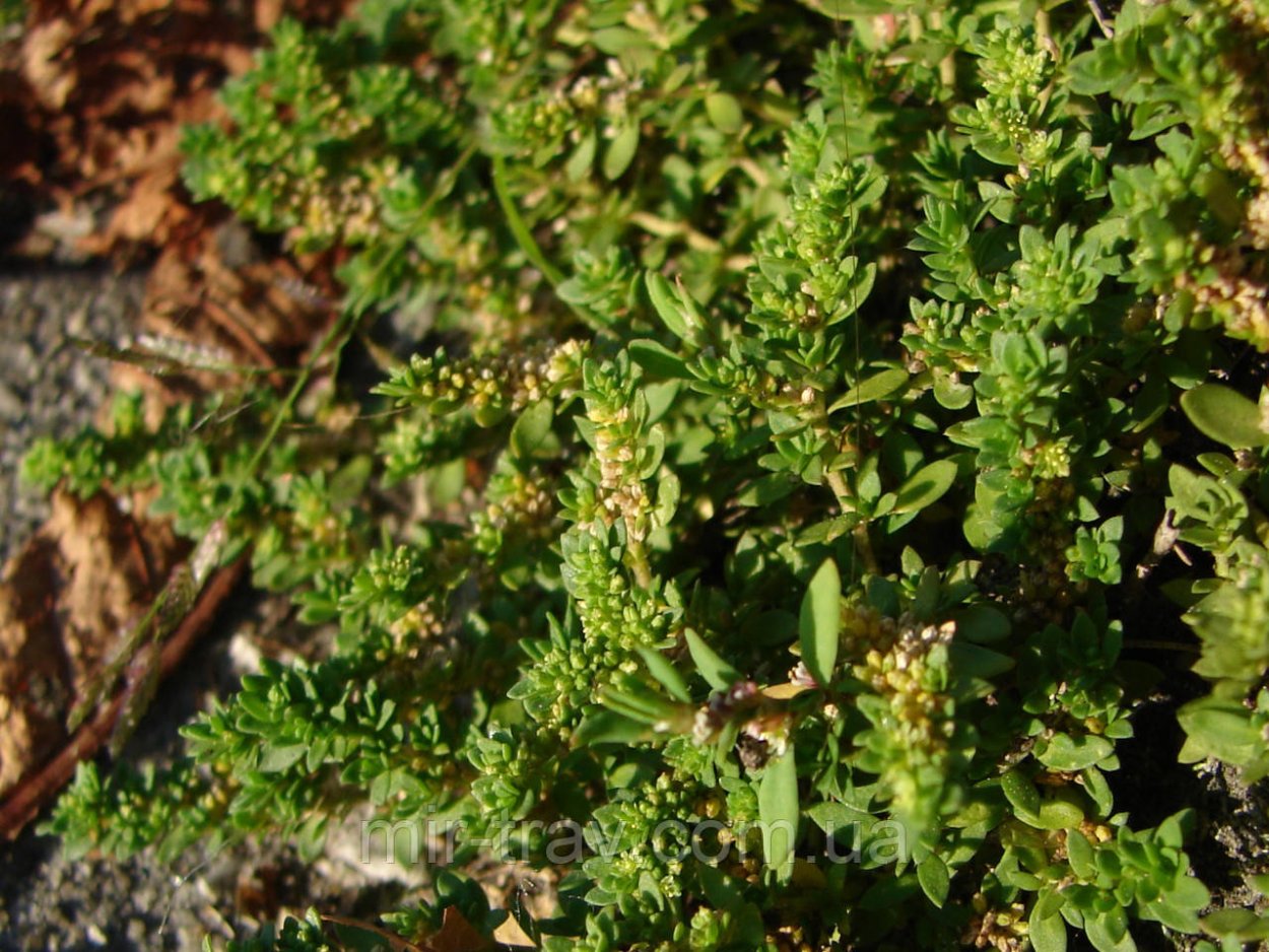 Грыжник гладкий (Herniaria glabra)