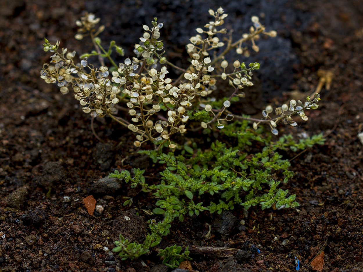 Грыжник болотный