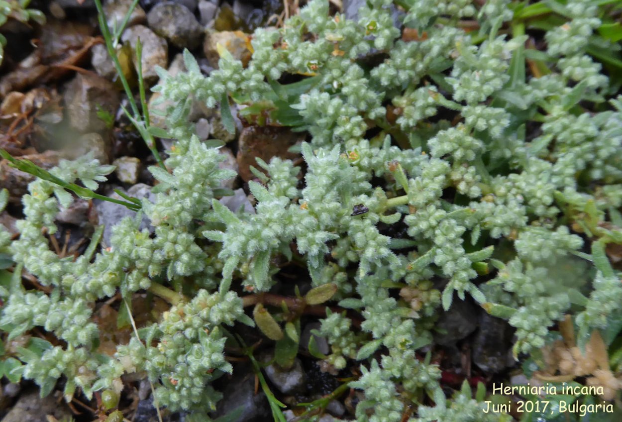 Грыжник седой в Саратовской области