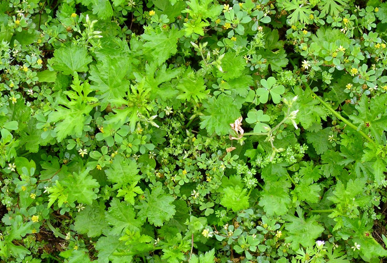 Мокрица трава