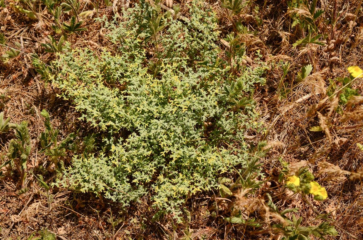 Грыжник волосистый