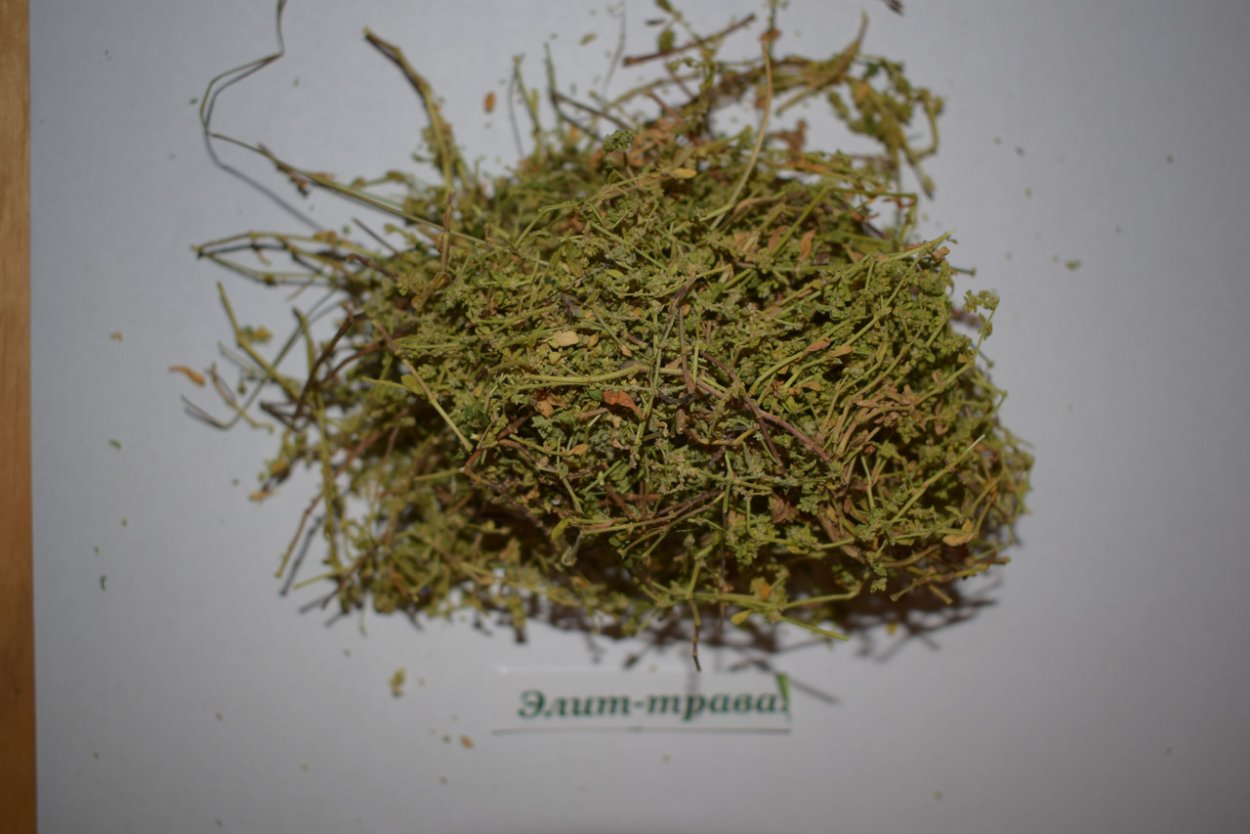 Лекарственное растение растущее вдоль дорог