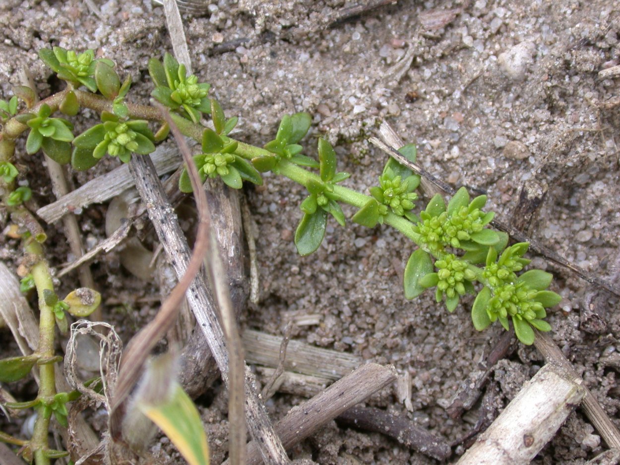 Трава грыжник лечебные свойства
