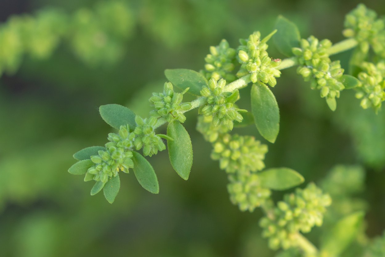 Грыжник сорняк