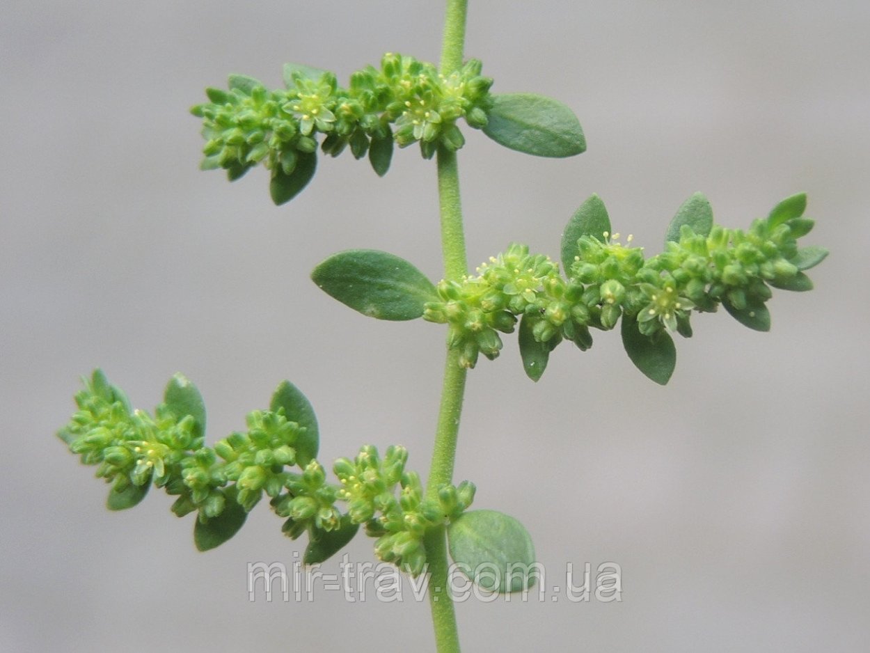 Грыжник гладкий на Поляне