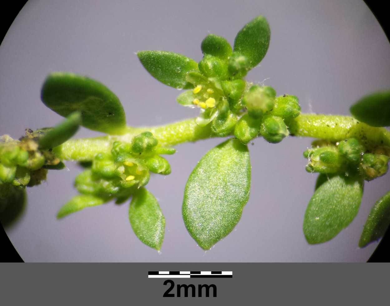 Мокрица трава