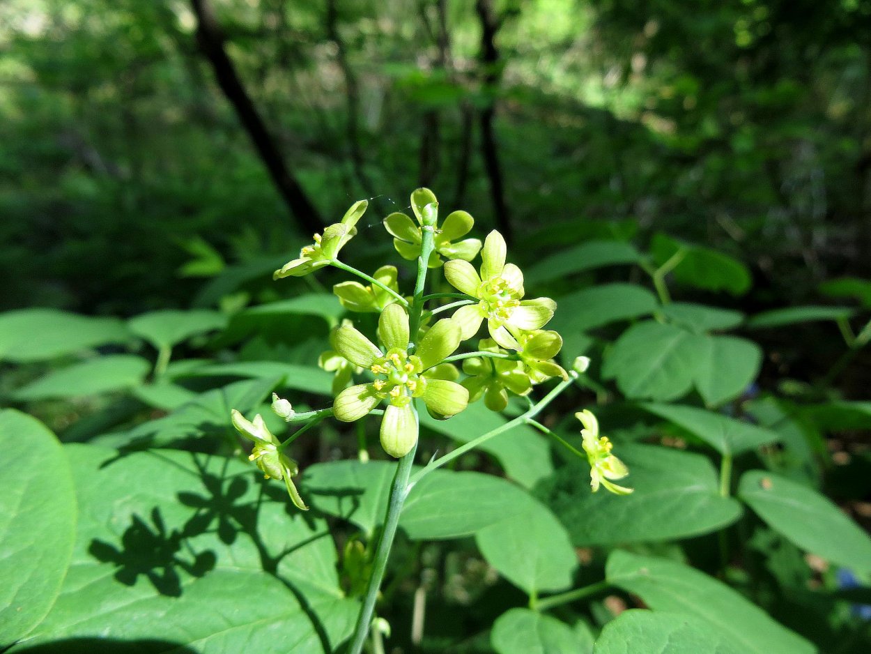 Грыжник (Herniaria)