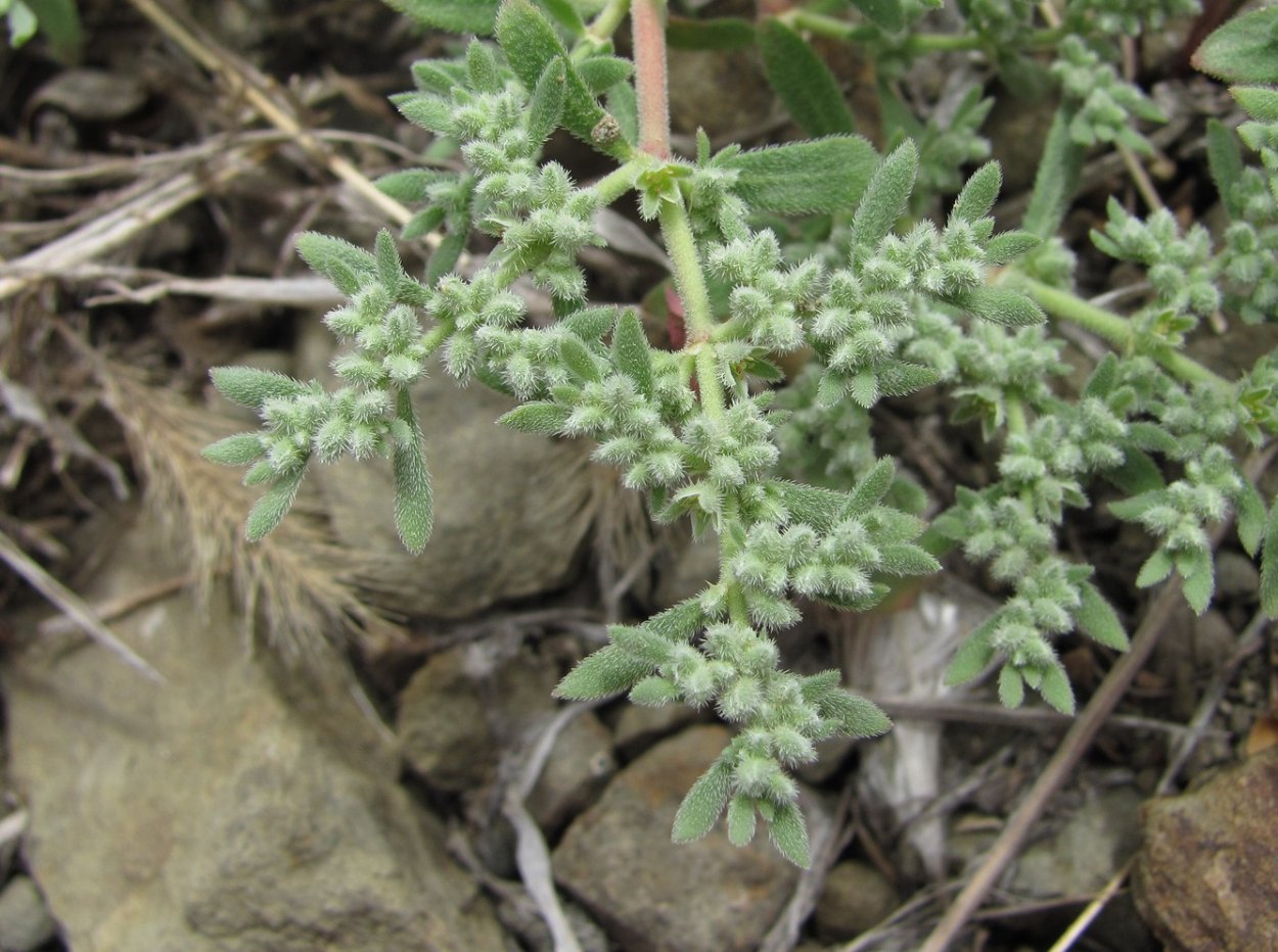 Иссоп (трава, 50гр.) Старослав