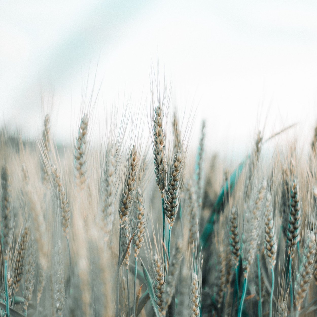 Пшеница Постер