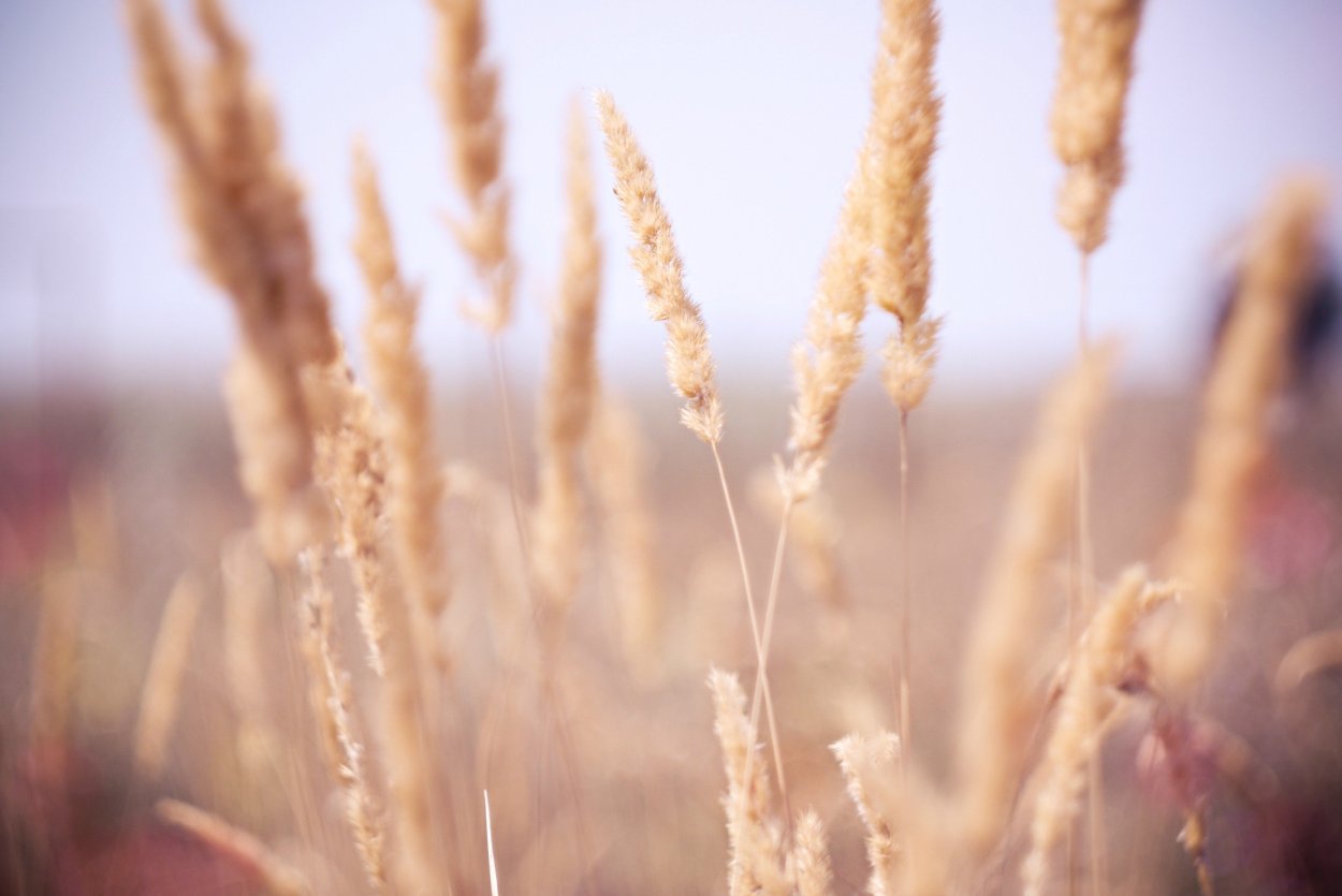 Цвет пшеницы