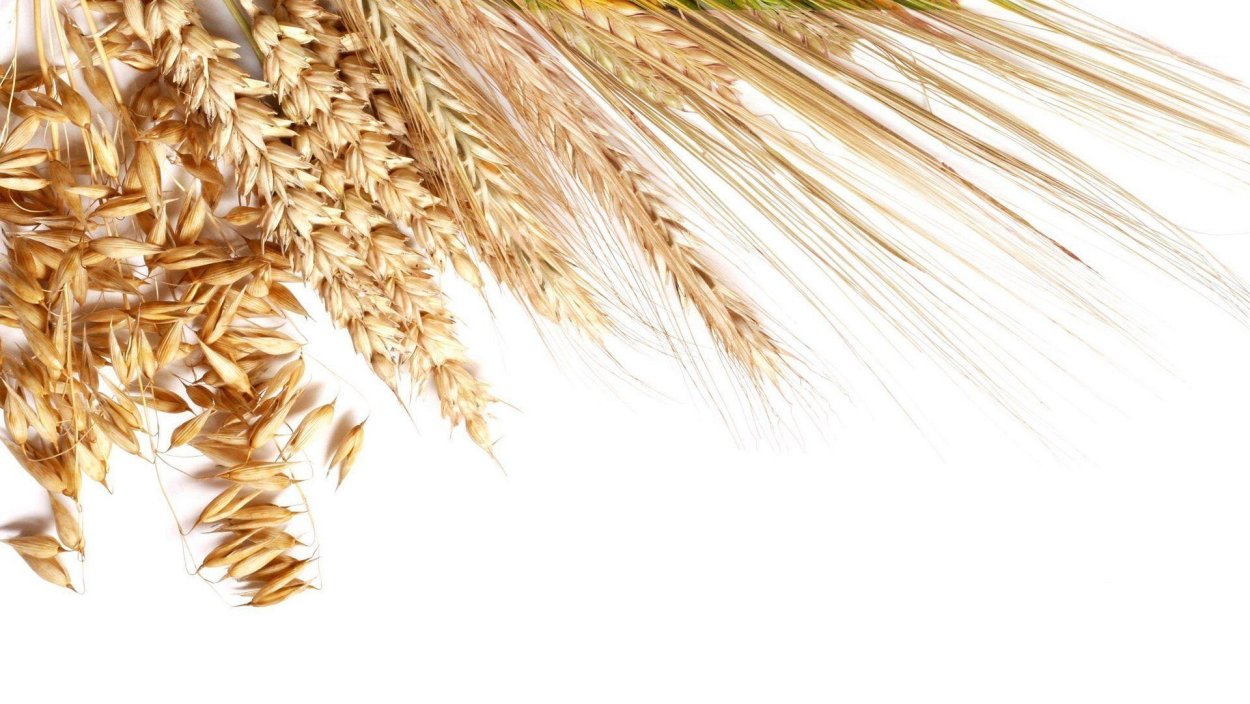 Колосок пшеницы