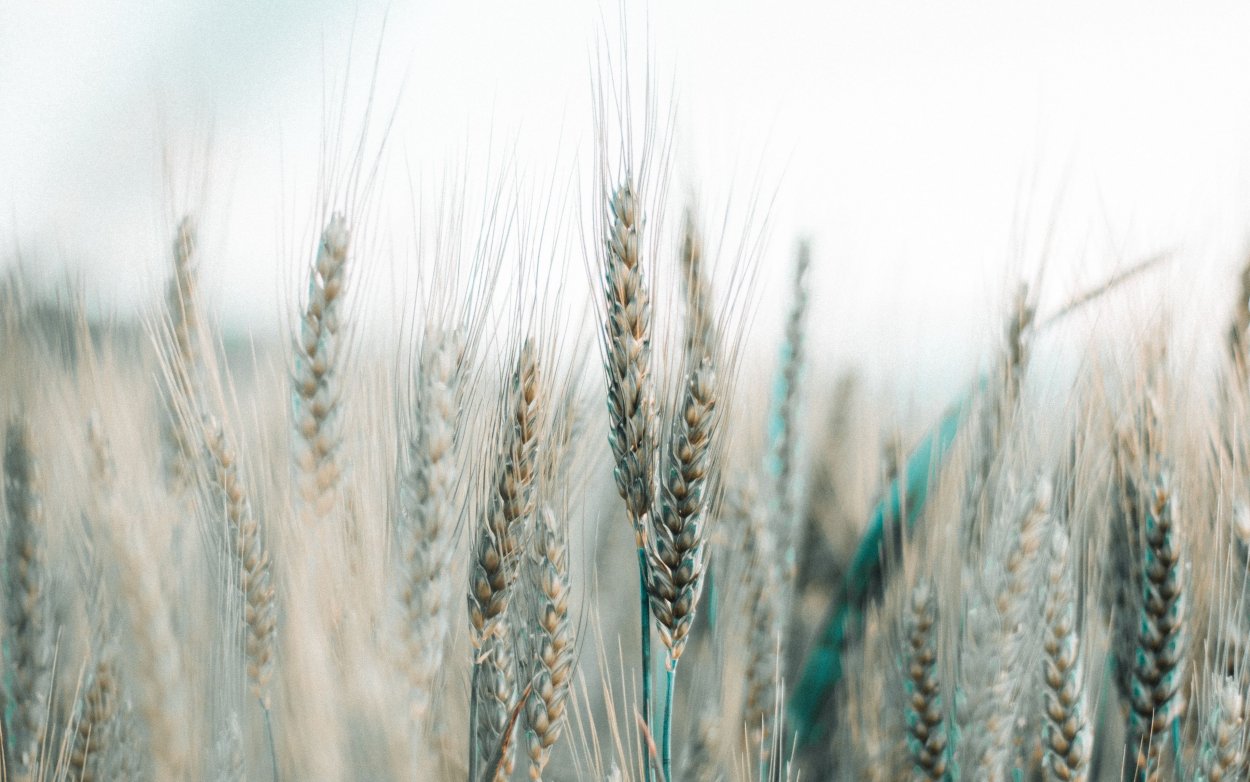 Поле пшеницы